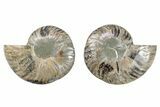 Cut & Polished, Crystal-Filled Ammonite Fossil - Madagascar #282642-1